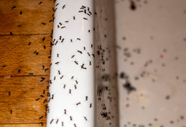 Best Best Pest Control Companies  in Highlands, CA
